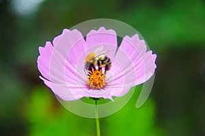 Flower CÃÂ³smos