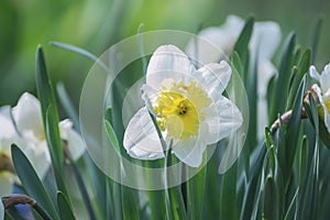 A flower of a daffodil and a bright forelock of a spring garden, meadows.