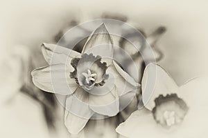 Flower of a daffodil close-up