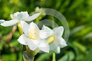 Flower of the daffodil in spring