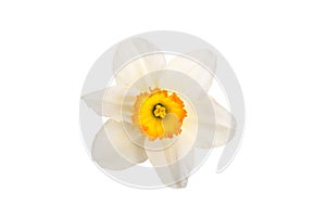 Flower of a daffodil with a yellow center isolated on a white background