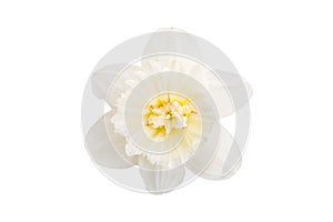 Flower of a daffodil with a yellow center isolated on a white background