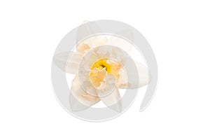 Flower of a daffodil with a yellow center isolated on a white background