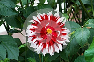 Flower - Dahlia