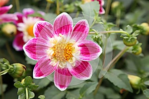 Flower of dahlia