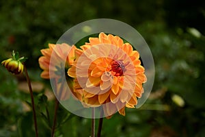 Flower dahlia