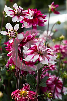 Flower dahlia dekorative Andre in the garden