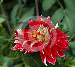 Flower dahlia dekorative Nick SP in the garden