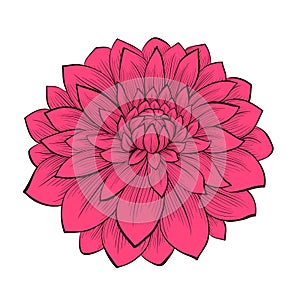 Flower Dahlia drawn in graphical style contours an