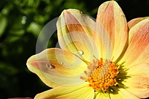 Flower of the dahlia in garden