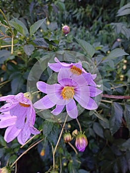 The Flower of Dahlia imperalis