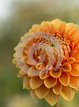 Flower Dahlia orange