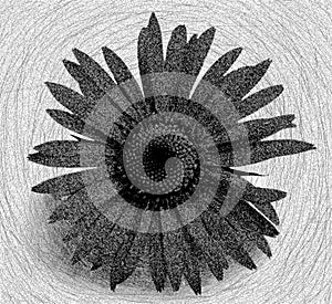 Flower daisy black and white
