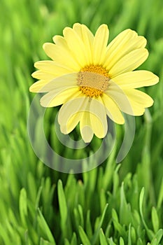 Flower daisy on a grass field