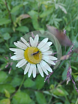 Flower daisy and insect garden animals