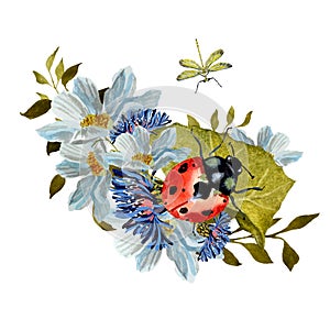 Flower daisy ladybug leaves dragonfly a watercolor