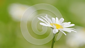 Flower of daisy is swaying in the wind. Chamomile flowers field with green grass. Close up.