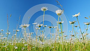 Flower of daisy is swaying in the wind. Chamomile flowers field with green grass. Low angle view.