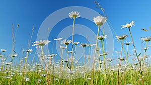 Flower of daisy is swaying in the wind. Chamomile flowers field with green grass. Low angle view.