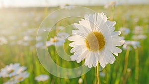 Flower of daisy is swaying in the wind. Chamomile flowers field with green grass. Macro view.