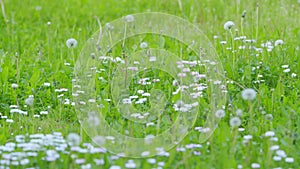 Flower of daisy is swaying in the wind. Chamomile flowers field with green grass. Slow motion.