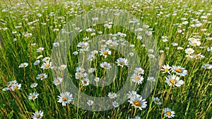 Flower of daisy is swaying in the wind. Chamomile flowers field with green grass. Slow motion.