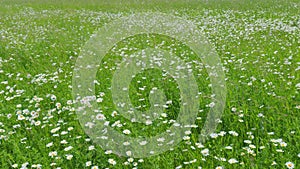 Flower of daisy is swaying in the wind. Chamomile flowers field with green grass. Wide shot.