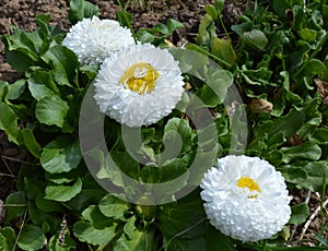 flower, daisy, white, nature, green, spring, plant, yellow, grass, summer, flowers, garden, flora, camomile, meadow, field, blosso