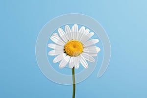 Flower daisy yellow nature summer plant blue white chamomile spring