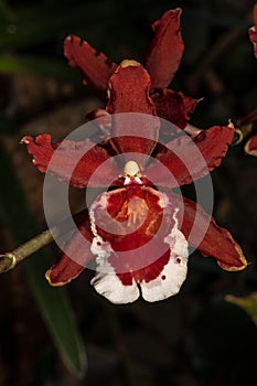 Flower of Dancing Lady Orchid