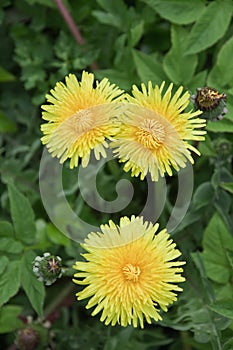 Flower dandelion