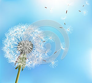 Flower dandelion on blue background