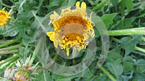 Flower dandelion opening blossom - timelapse video