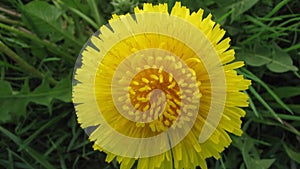 Flower dandelion is opening its blossom - time lapse