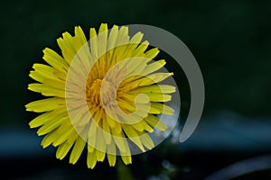 The flower from a dandelion plant