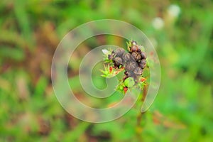 Flower dandelion weeds