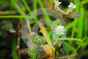 Flower dandelion weeds