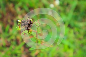 Flower dandelion weeds