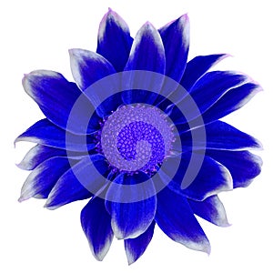 Flower dark blue white Chrysanthemum isolated on white background. Close-up. Element of design