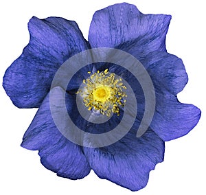 Flower dark blue on a white isolated background with clipping path. Nature. Closeup no shadows. Garden