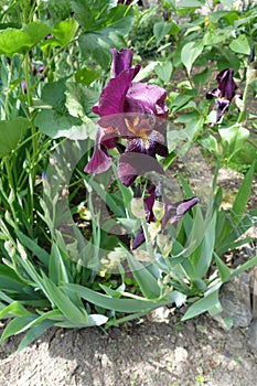 Flower of dark purple bearded iris in May