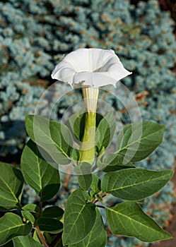 Flower Datura stramonium