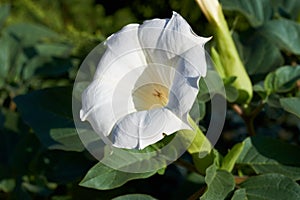 Flower Datura stramonium