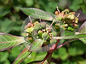 Flower daun ranting montain