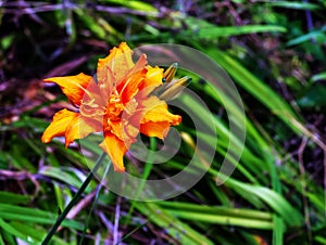 Flower daylily, Hemerocallis, Double Burbon, creamy orange petals. Perennial plants