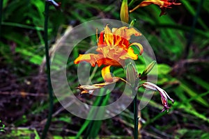 Flower daylily, Hemerocallis, Double Burbon, creamy orange petals. Perennial plants