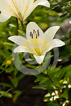 Flower Of Daylily Hemerocallis In Flowerbed At Summer Close Up