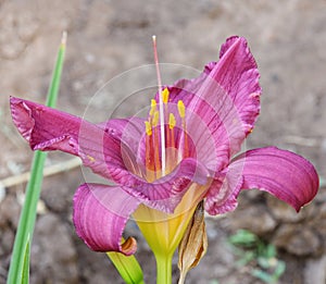 The flower of the Daylily or Krasodnev Latin. Hemerocallis is purple