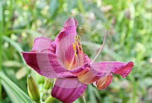 The flower of the Daylily or Krasodnev Latin. Hemerocallis is purple