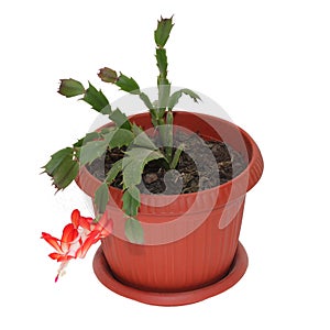 The flower of decembrist